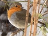 Rouge gorge en hiver