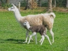 Lamas