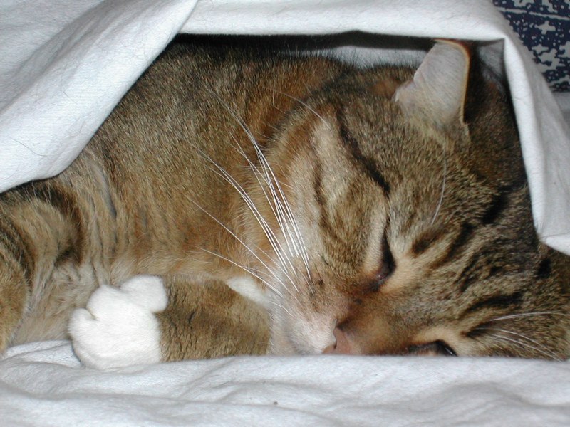 il-adorait-se-cacher-sous-le-couvre-lit