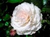 rose-2