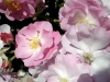 rose-4