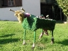 vache-herbage